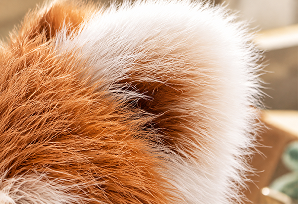 Soft Plush Fur